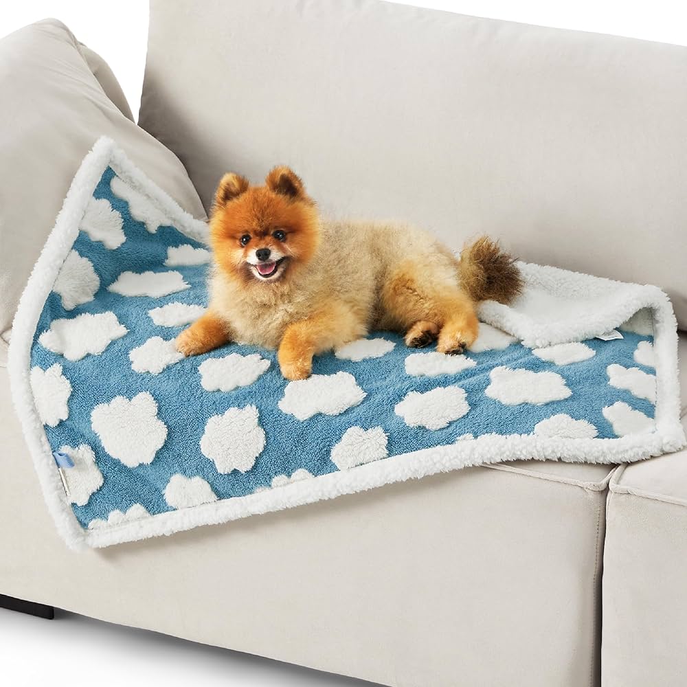 Spoiled Senior Dog Must-Haves cover photo collage