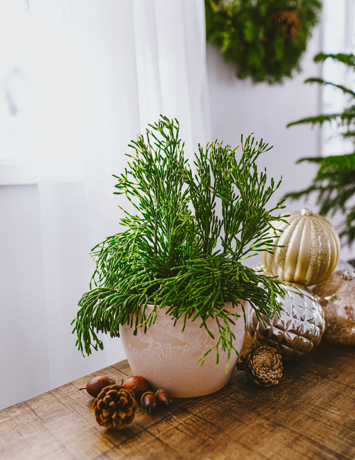 Indoor Plants That Keep You Smiling Through Fall & Winter cover photo collage