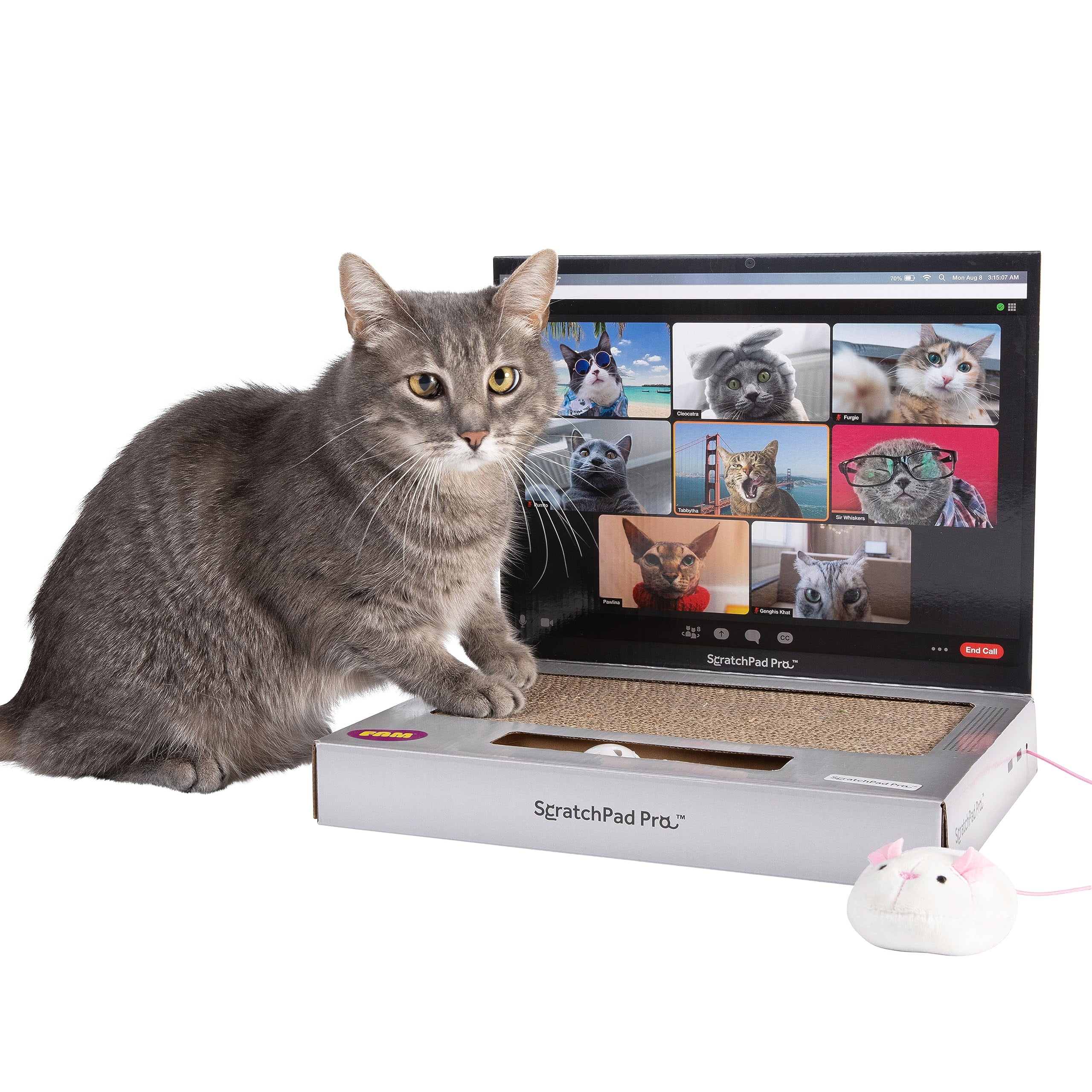 Things that every cat owner should have in their home. cover photo collage