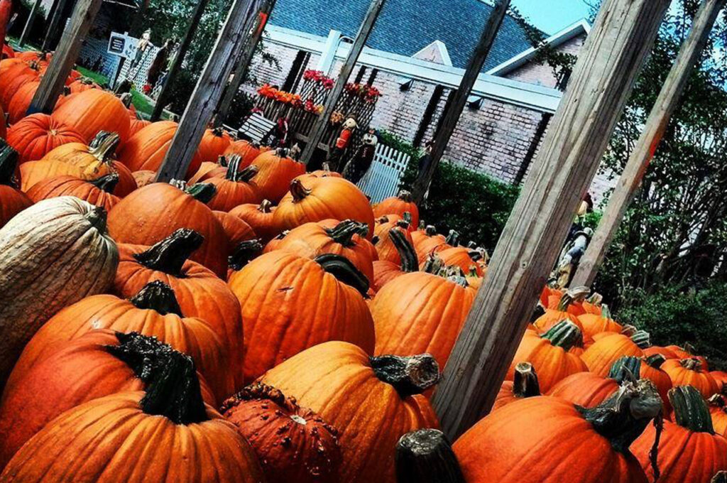 All Things Fall cover photo collage