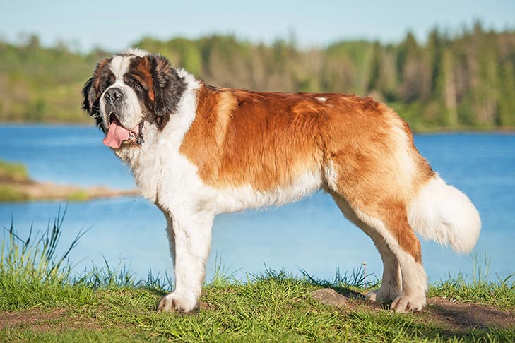 My top favorite large dog breeds 🐶 cover photo collage