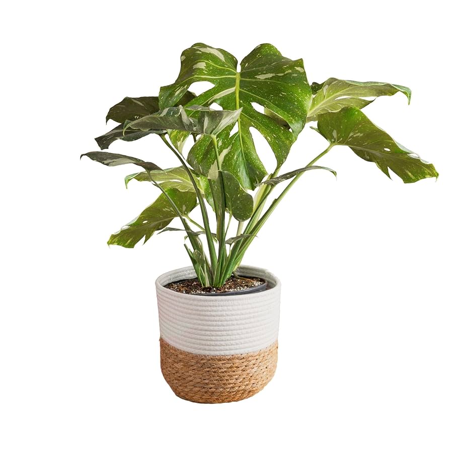 Green Thumb: Houseplant Favorites 🪴 cover photo collage