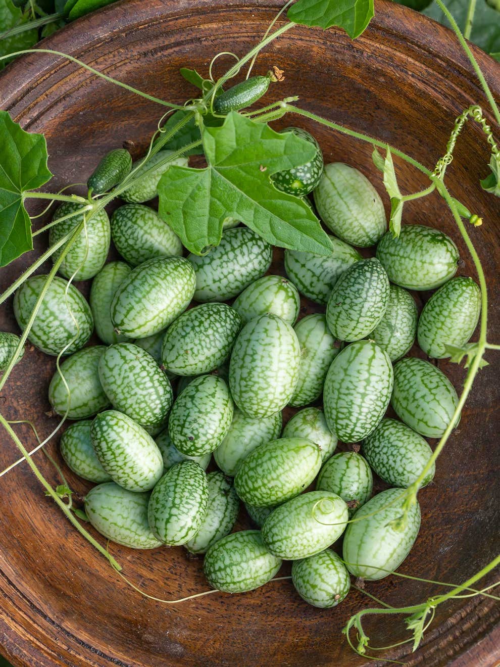 Small-space seeds cover photo collage