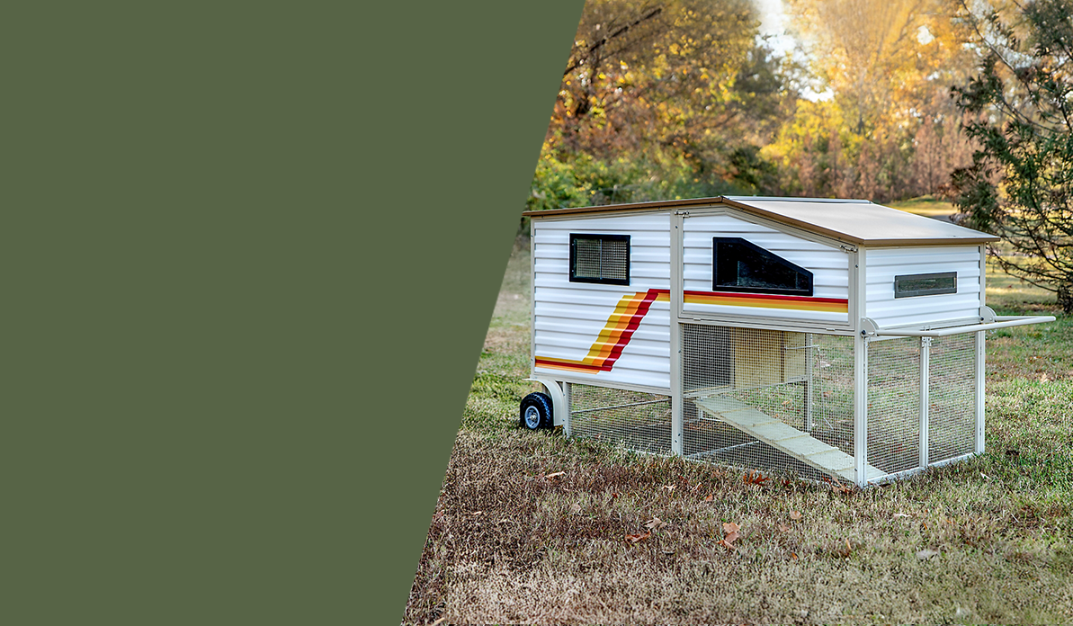 For my chicken babies cover photo collage