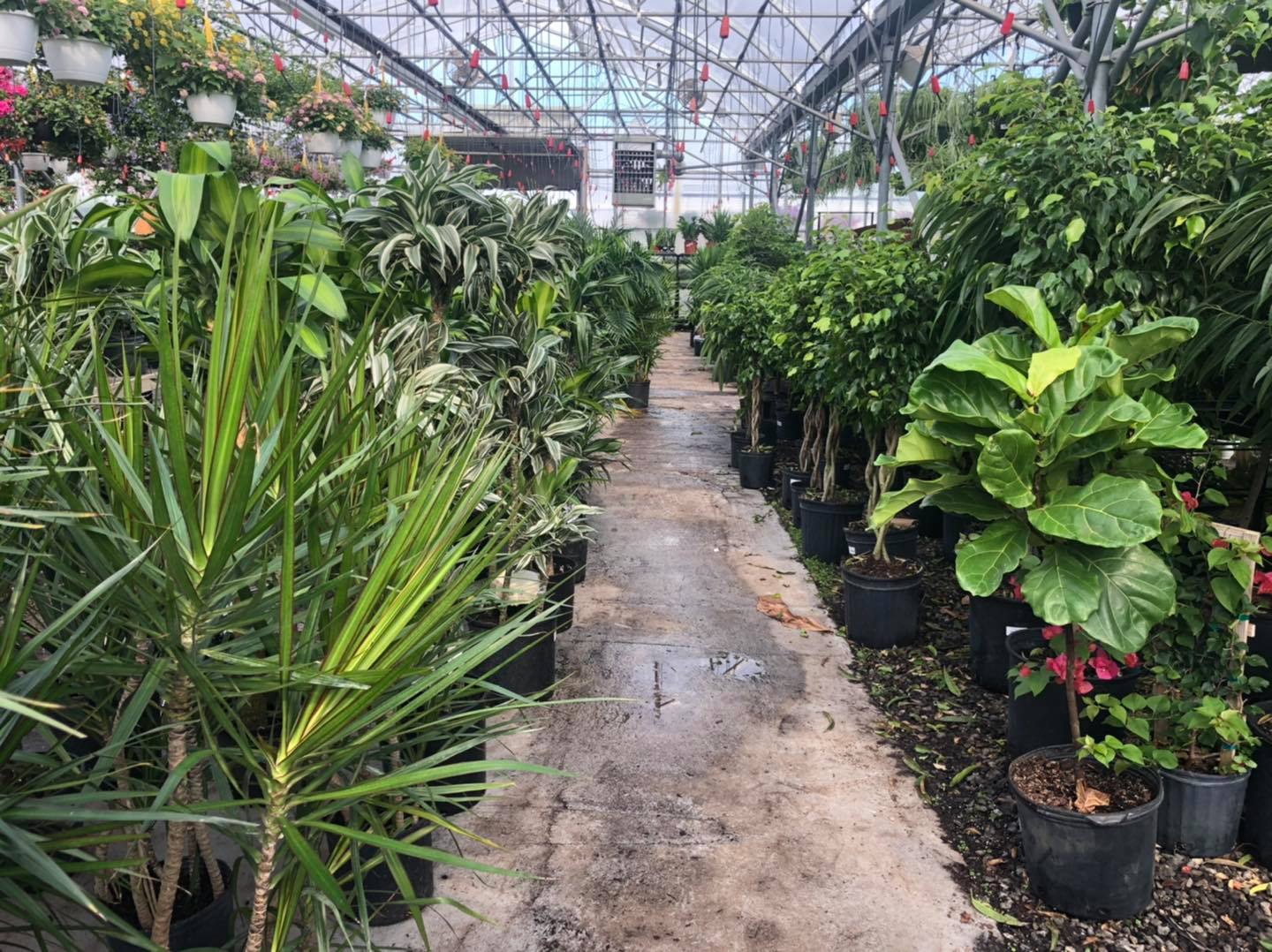 Plant life! Where I buy plants, and some useful plant tools. cover photo collage