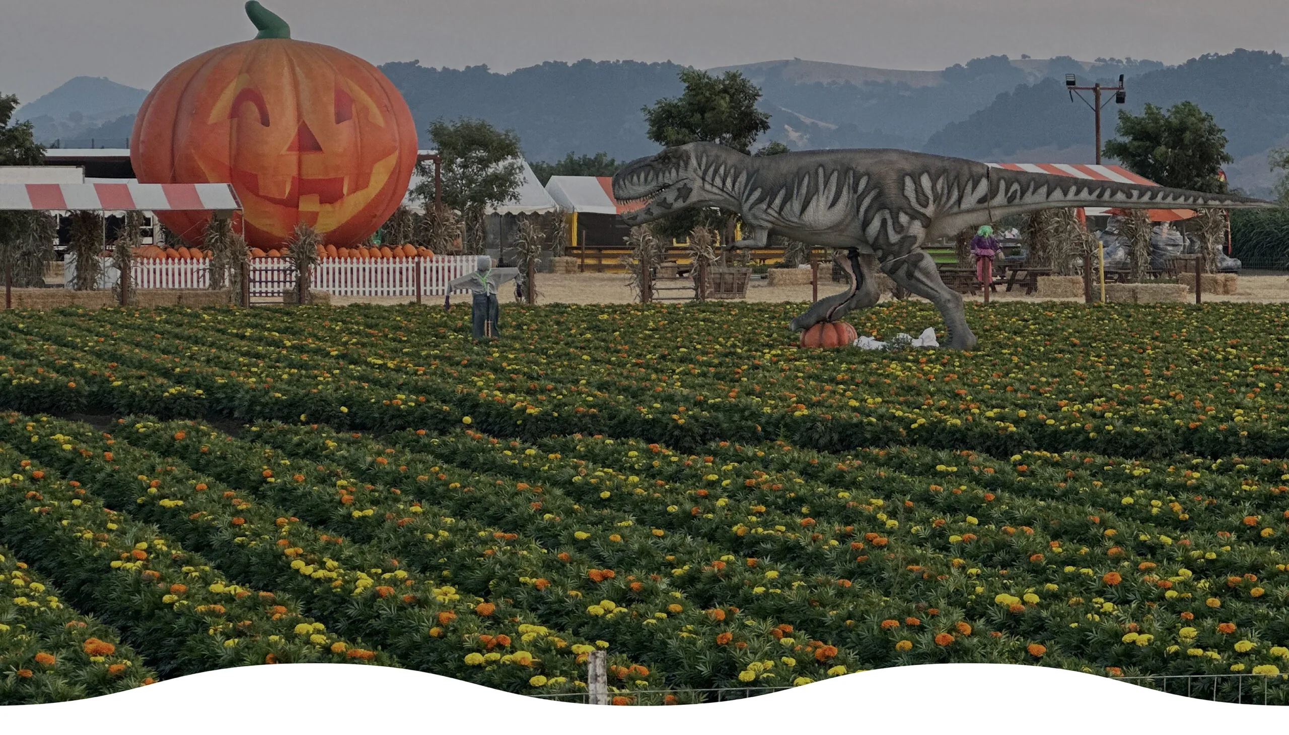 Things to do in the Bay Area 🌉: Bay Area, Our Way 🤍 cover photo collage