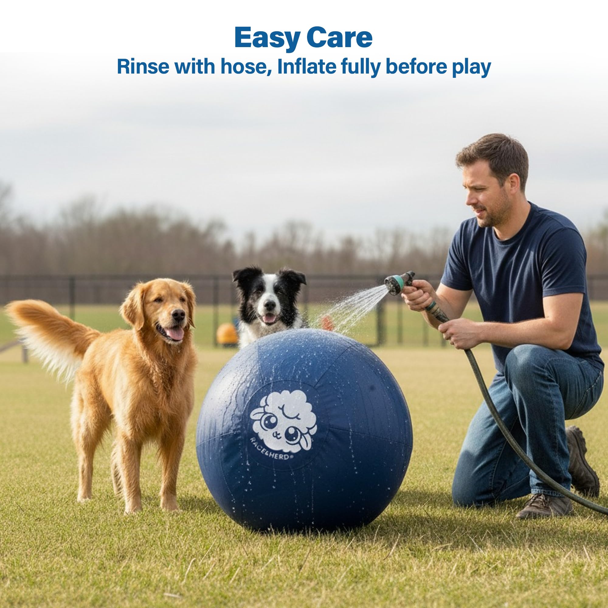 Top things to do with your dogs cover photo collage