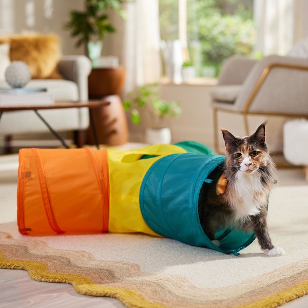 First Time Cat Mom Essentials cover photo collage