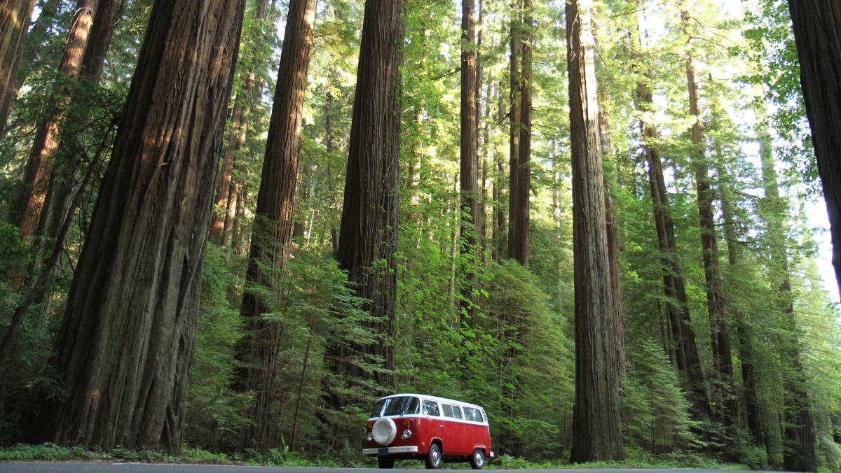 redwoods road trip 🌲 cover photo collage
