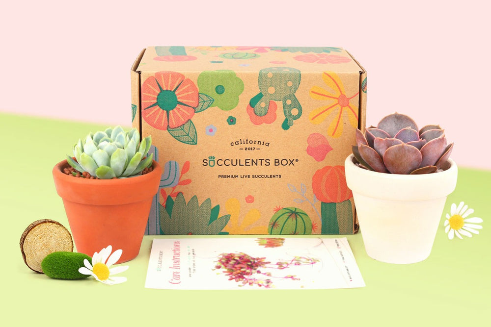 🎁🪴Holiday Gift List for a Plant Parent 🎁🪴 cover photo collage