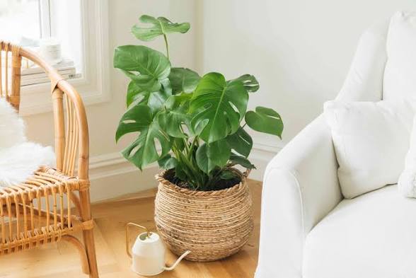 Beginner Friendly Plants You Need In Your Home cover photo collage