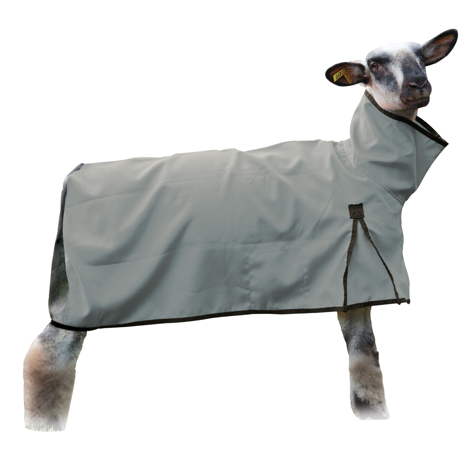 Pets/ livestock cover photo collage