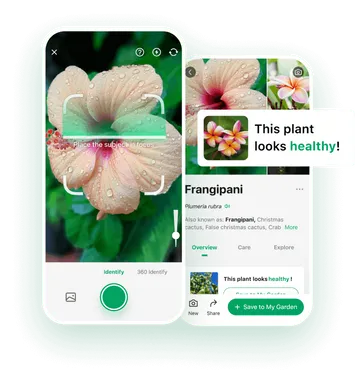 The Plant Parent Starter Kit cover photo collage