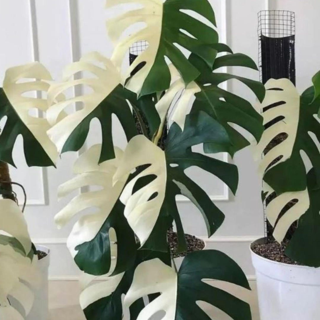 Plants I Want To Add To My Collection cover photo collage