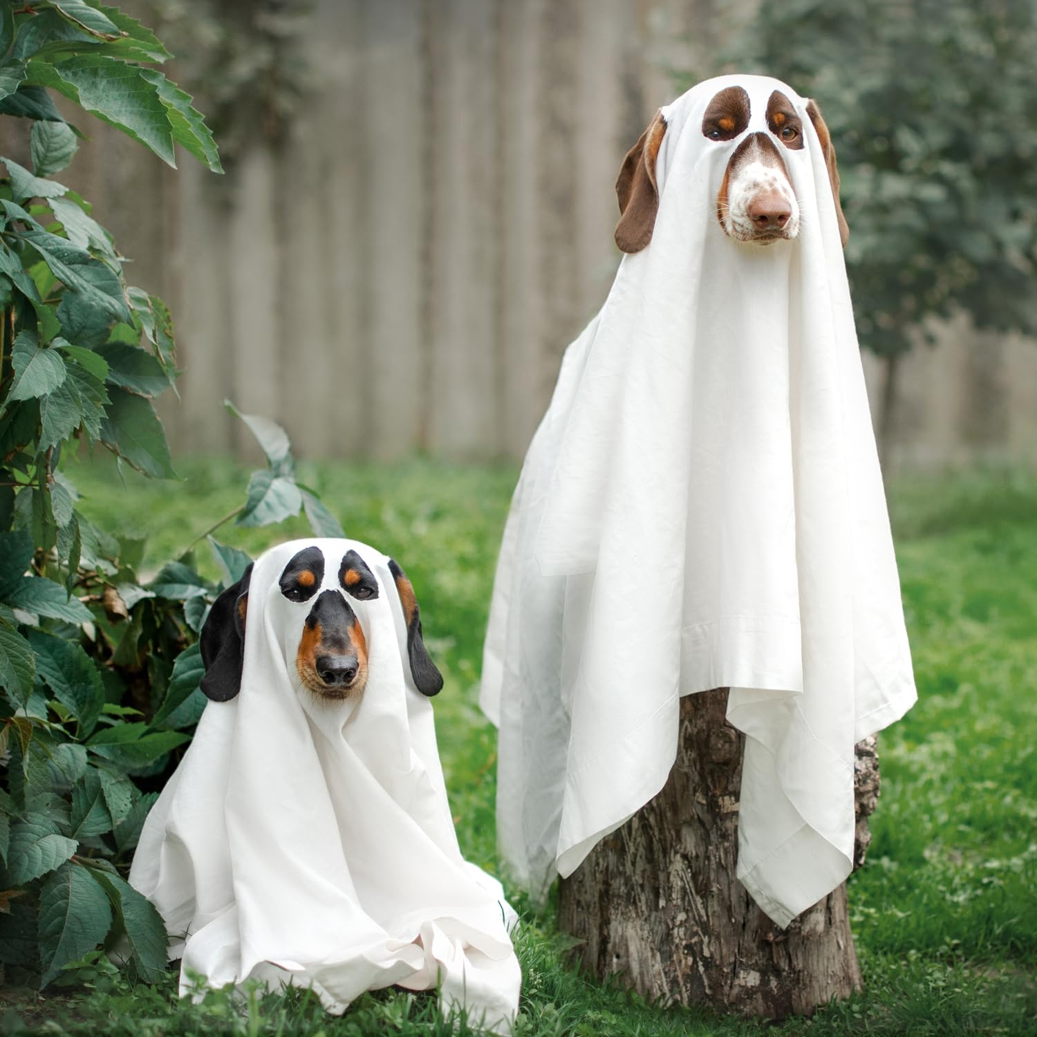 The BEST dog products from a doggie daycare owner… ❤️ cover photo collage
