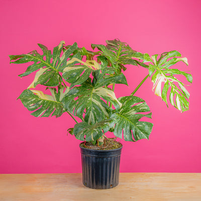 🪴 Just A Plant Fanatic 🪴 cover photo collage