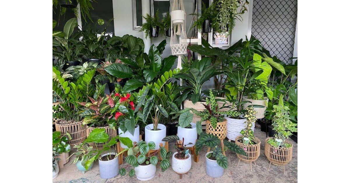 My planty finds cover photo collage