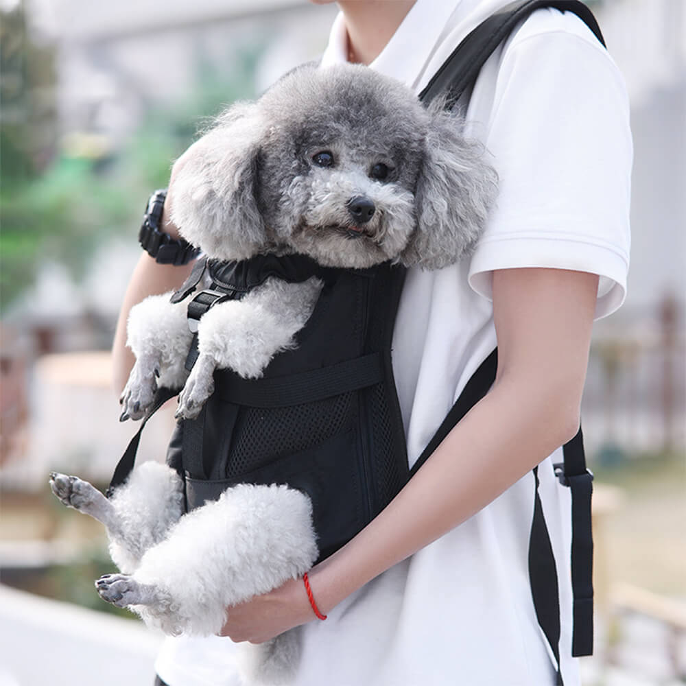 Paws on the Go: Travel Essentials cover photo collage