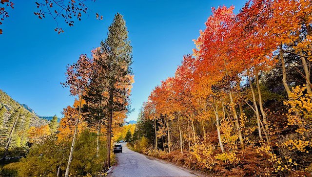 Fall in Northern California: My Favorite Leaf Peeping Road Trips, Snacks & Travel Edit cover photo collage