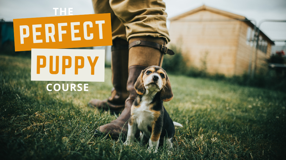 Puppy Training Must Haves cover photo collage