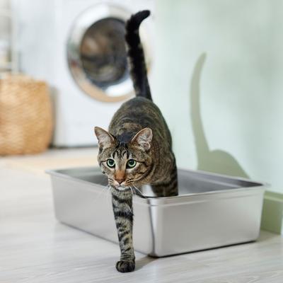 Purrfect Cat Care Picks cover photo collage