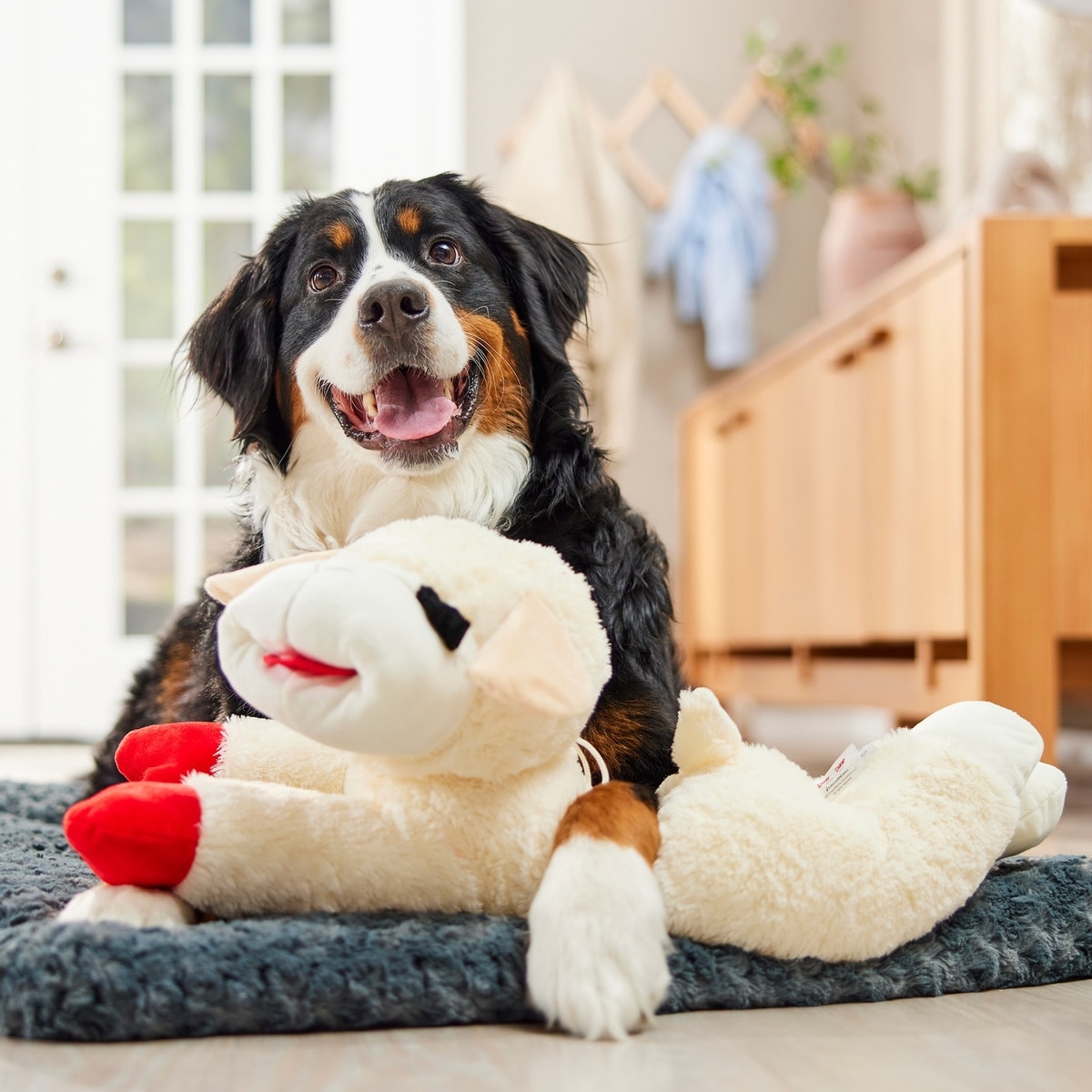 Cyber Week Deals | For the Dog Mom & Pup cover photo collage