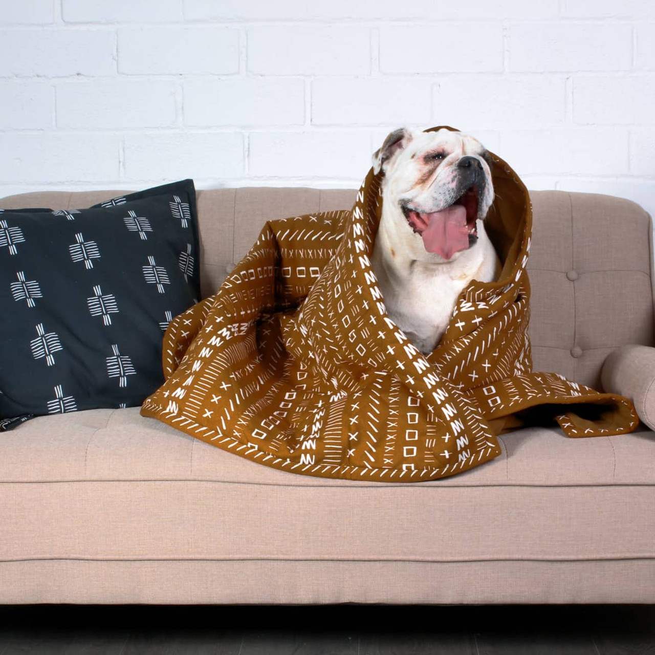 Fur-Baby Favorites You'll Both Love cover photo collage