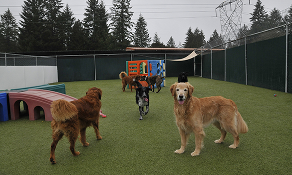 Pet Care in Olympia, Washington cover photo collage