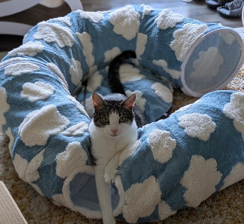 🐾 Kitten Chewy Haul—Everything My Babies Love🩵🤍 cover photo collage