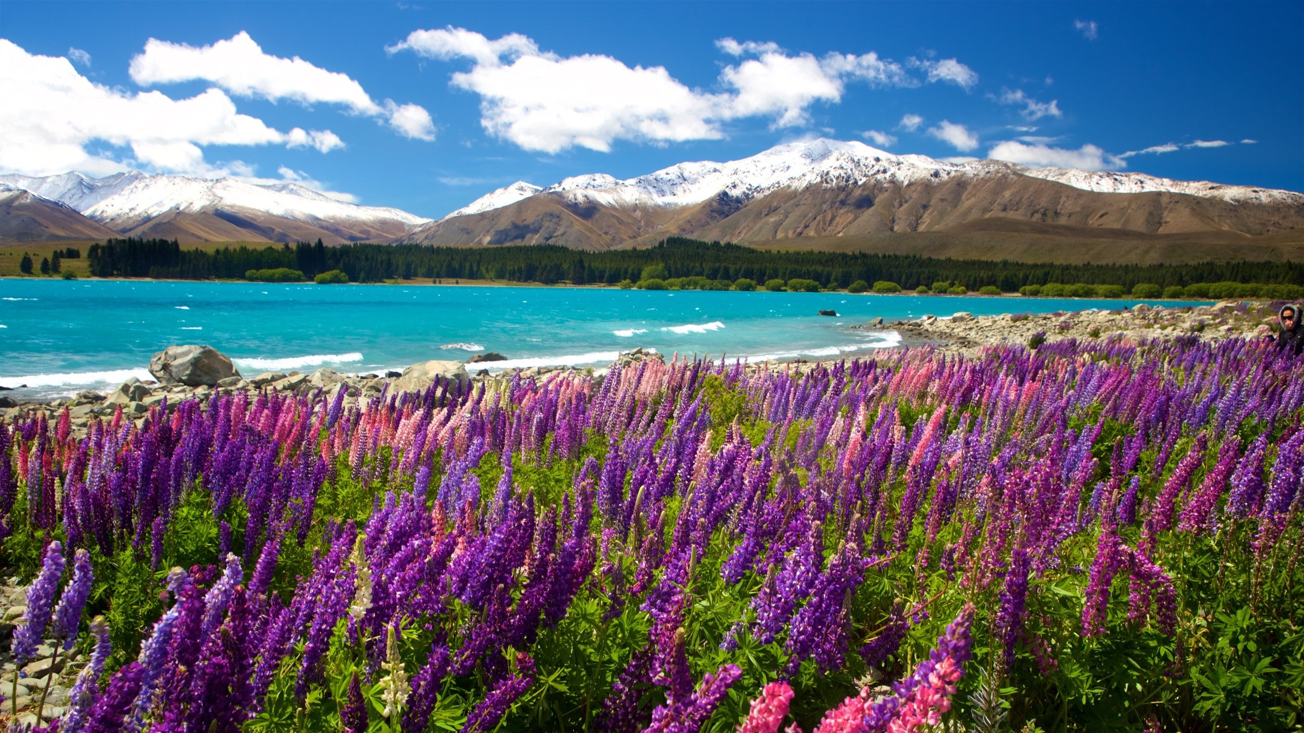 New Zealand South Island Bucket List Activities cover photo collage