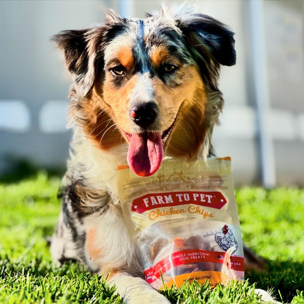 Bentley’s Golden Guide to Dog Life cover photo collage