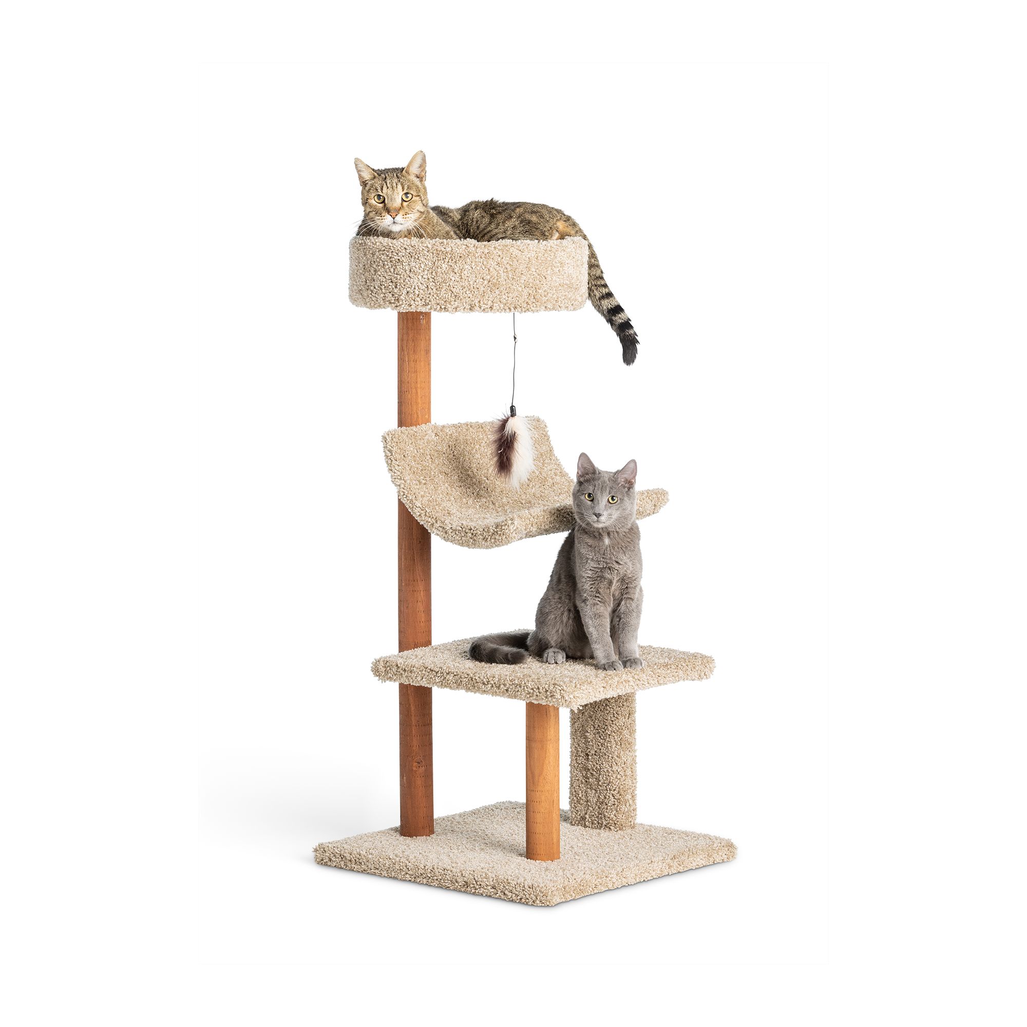 FIV Cat Care Kit: Everything Your Special Kitty Needs cover photo collage