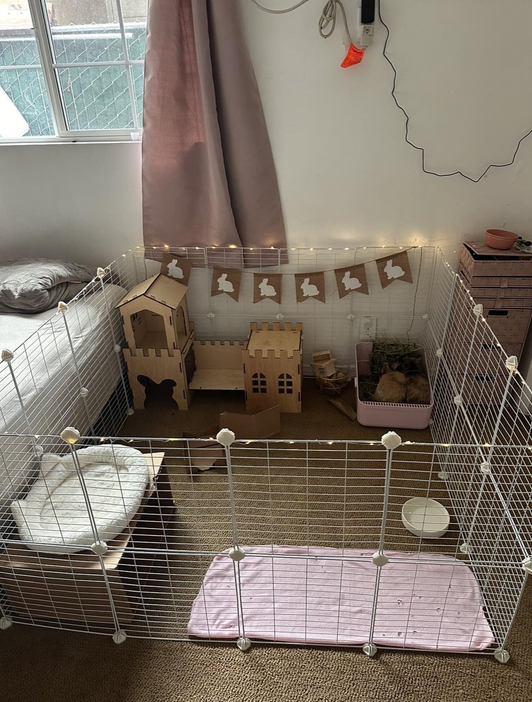 Im getting a bunny starter kit cover photo collage