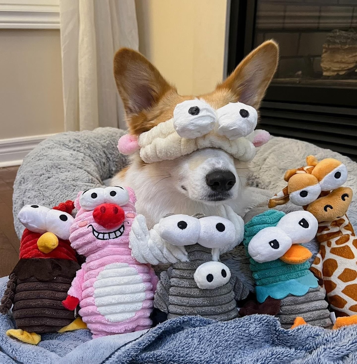 Chewy loves! cover photo collage