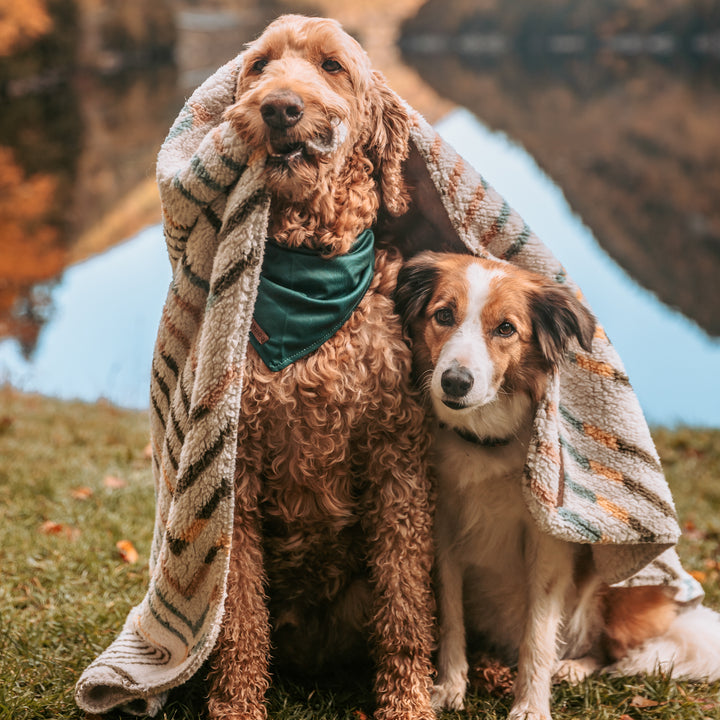 Best Dog Camping Gear: Essentials for Camping With Your Dog cover photo collage