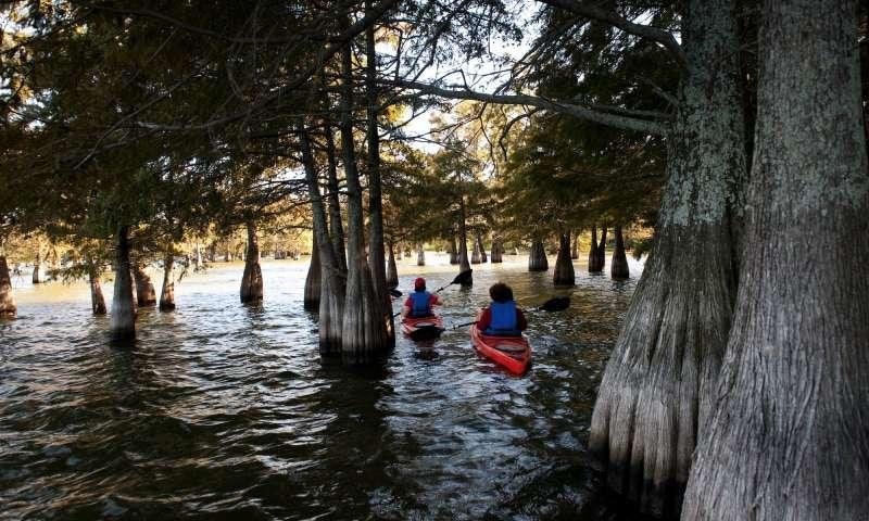 Things to do in the MS delta cover photo collage