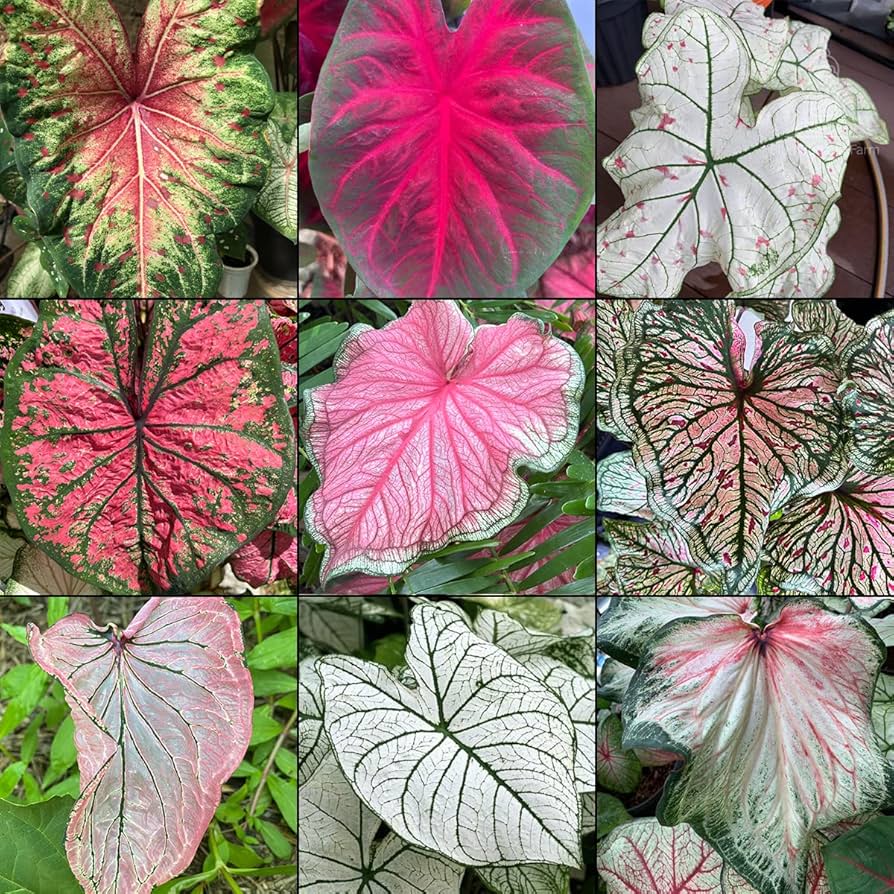 My House Plant Favorites for 2026 cover photo collage