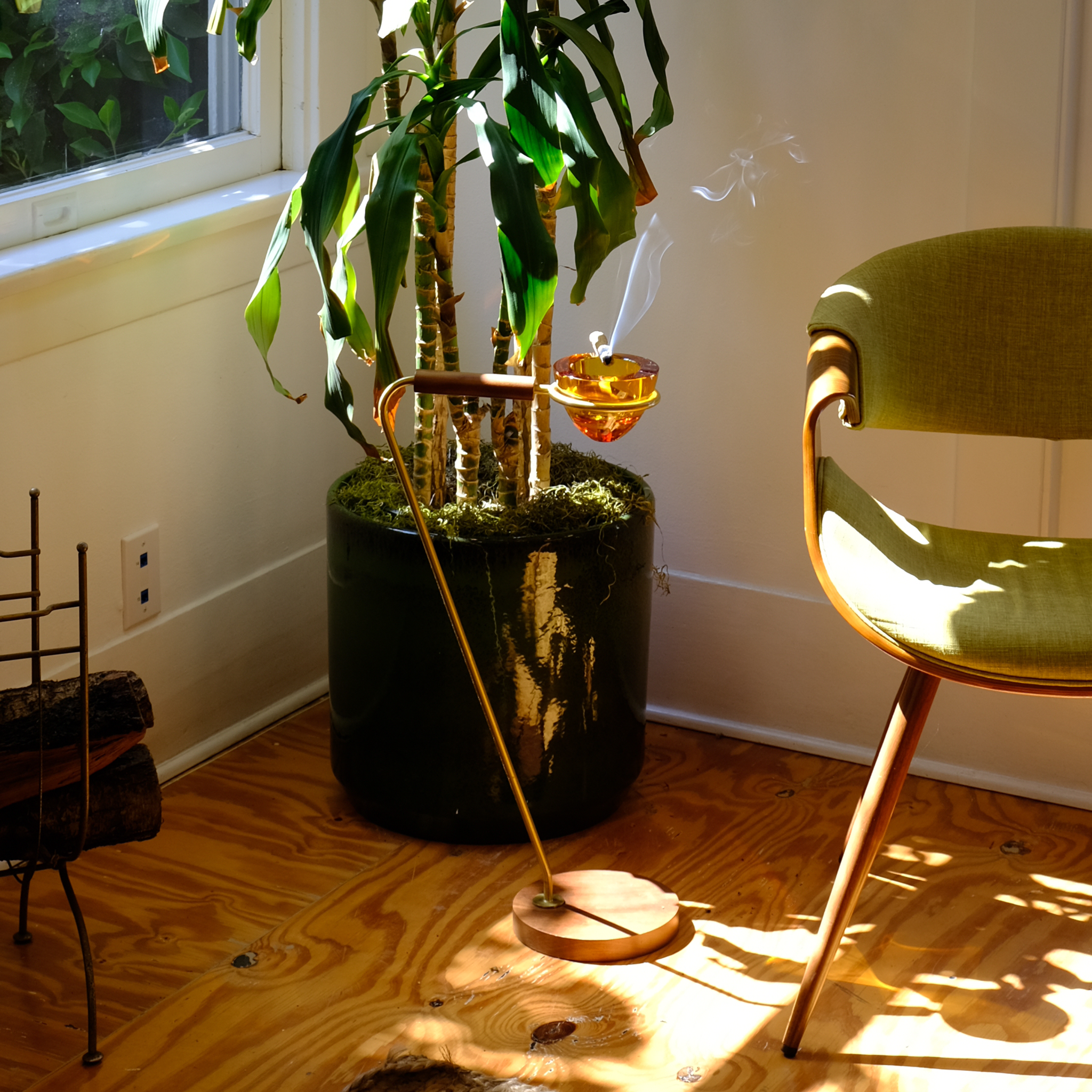 goldon pothos 6'' Golden Pothos