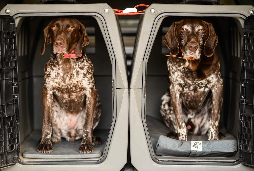 Dog Car Travel Safety!! cover photo collage