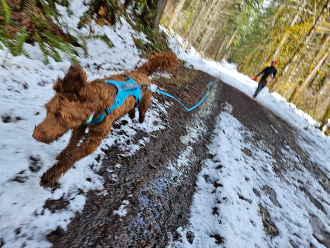 Dog Hiking, Sport, & Adventure Gear cover photo collage