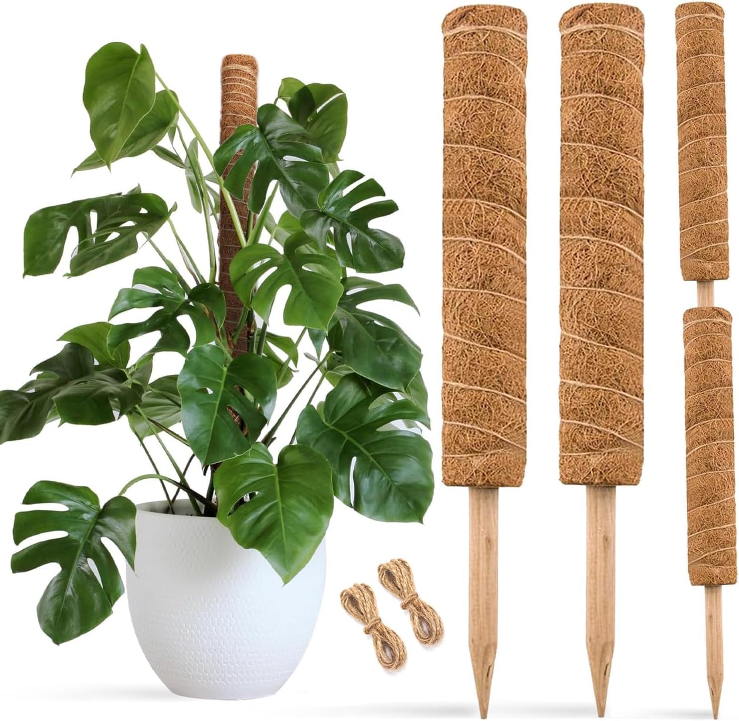 Green Thumb Go-Tos: My Favorite Plant & Garden Finds cover photo collage