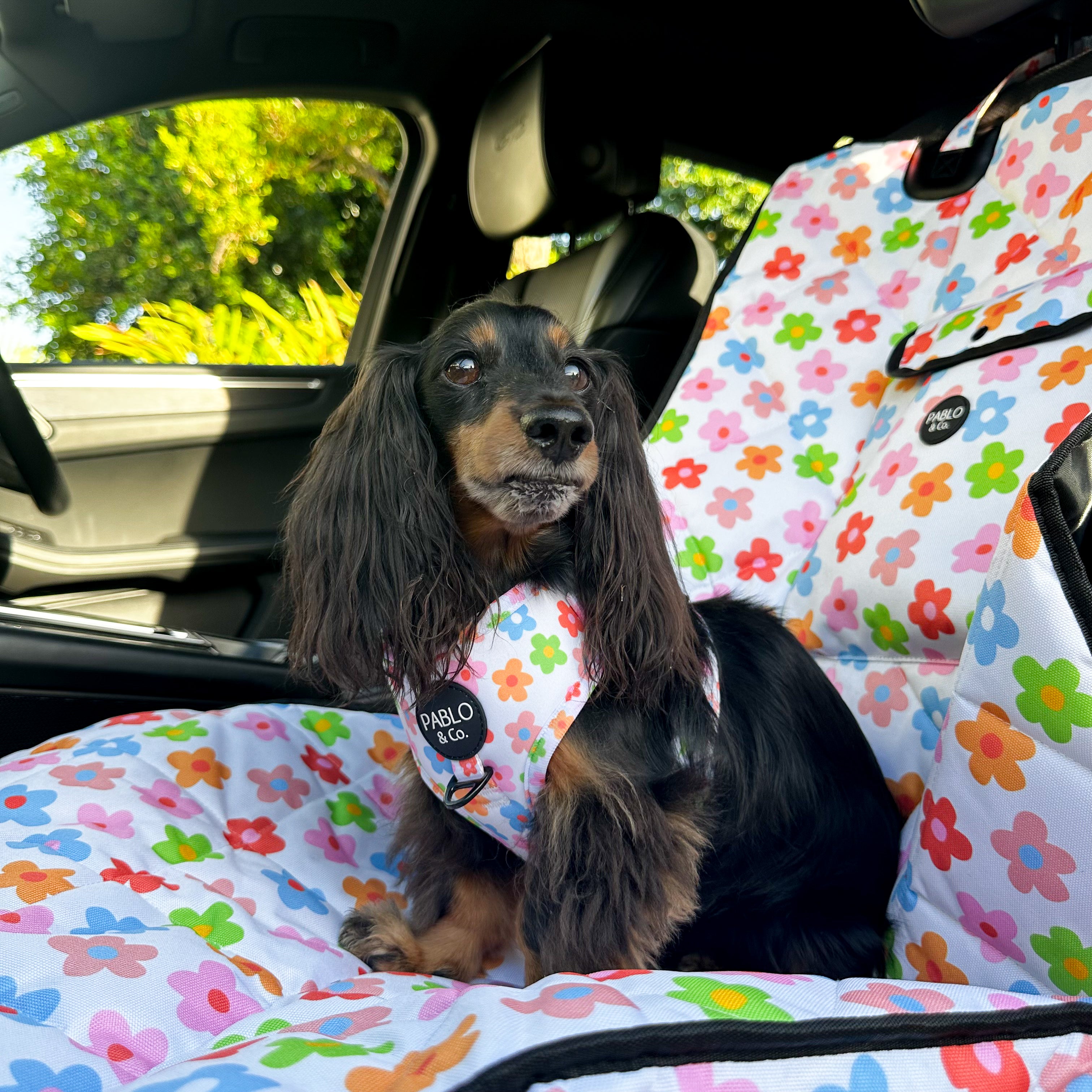 Must haves for mini goldendoodles! cover photo collage