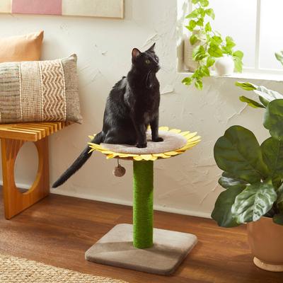 Favorite pet products that are cat approved! cover photo collage