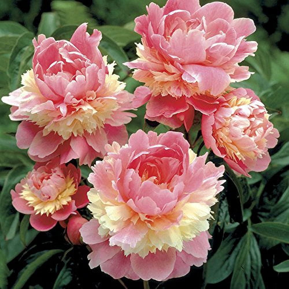 My Dream Garden Wish list cover photo collage