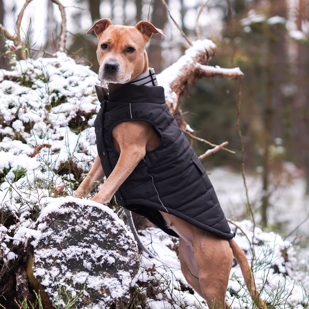 Dog Care Essentials For An Itch Free and Happy Pup cover photo collage
