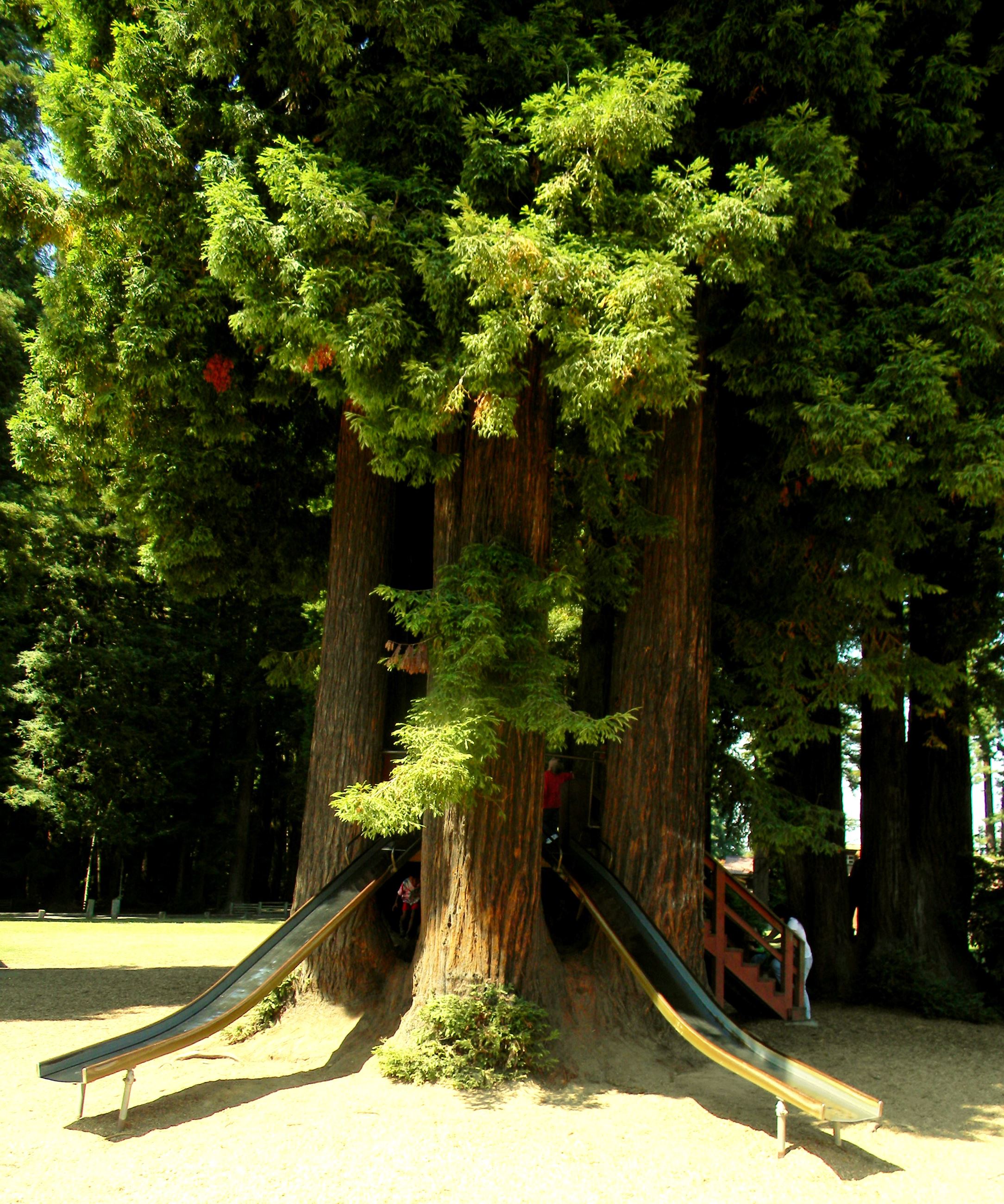 Best local spots--Humboldt County cover photo collage