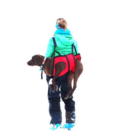 Dogs that backpack - hike - do the outdoors cover photo collage