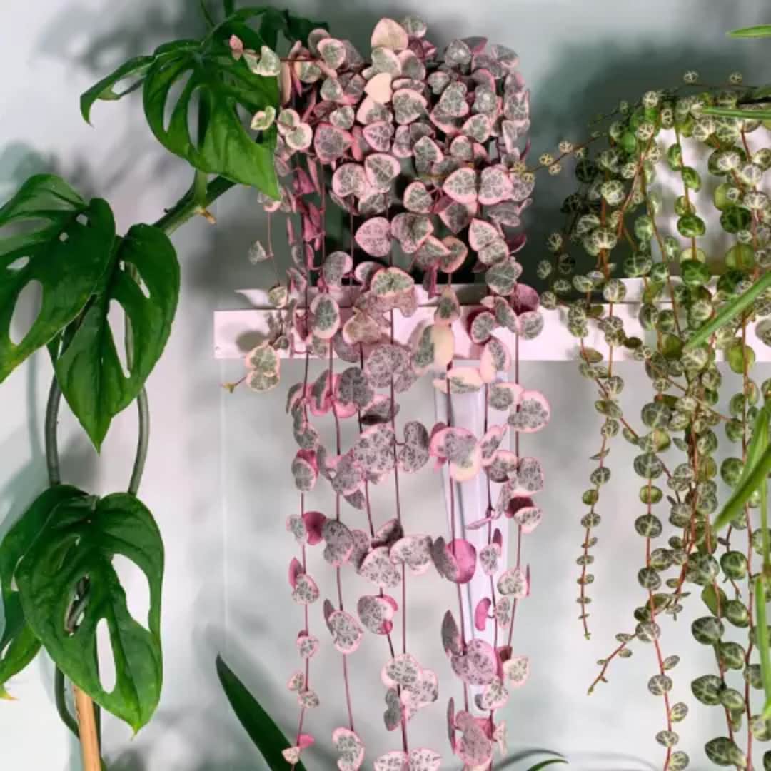 Cat-Friendly Indoor Plants 🪴🐱 cover photo collage