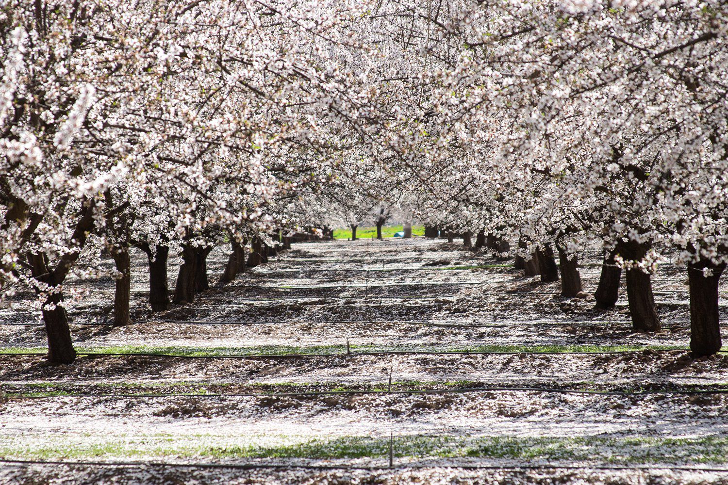 Cute Outfits to Wear in Almond Blossom Orchard Photo Shoots cover photo collage