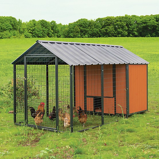 Chicken Coop Essentials for Backyard Chicken Keeping! cover photo collage